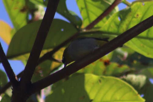 Black-capped White-eye (Zosterops atricapilla), photo 6