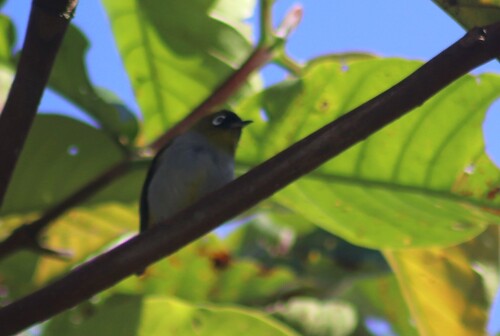 Black-capped White-eye (Zosterops atricapilla), photo 3