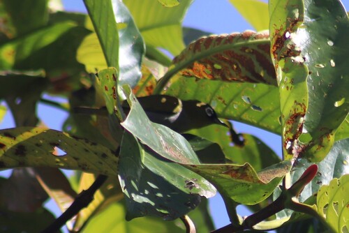 Black-capped White-eye (Zosterops atricapilla), photo 7