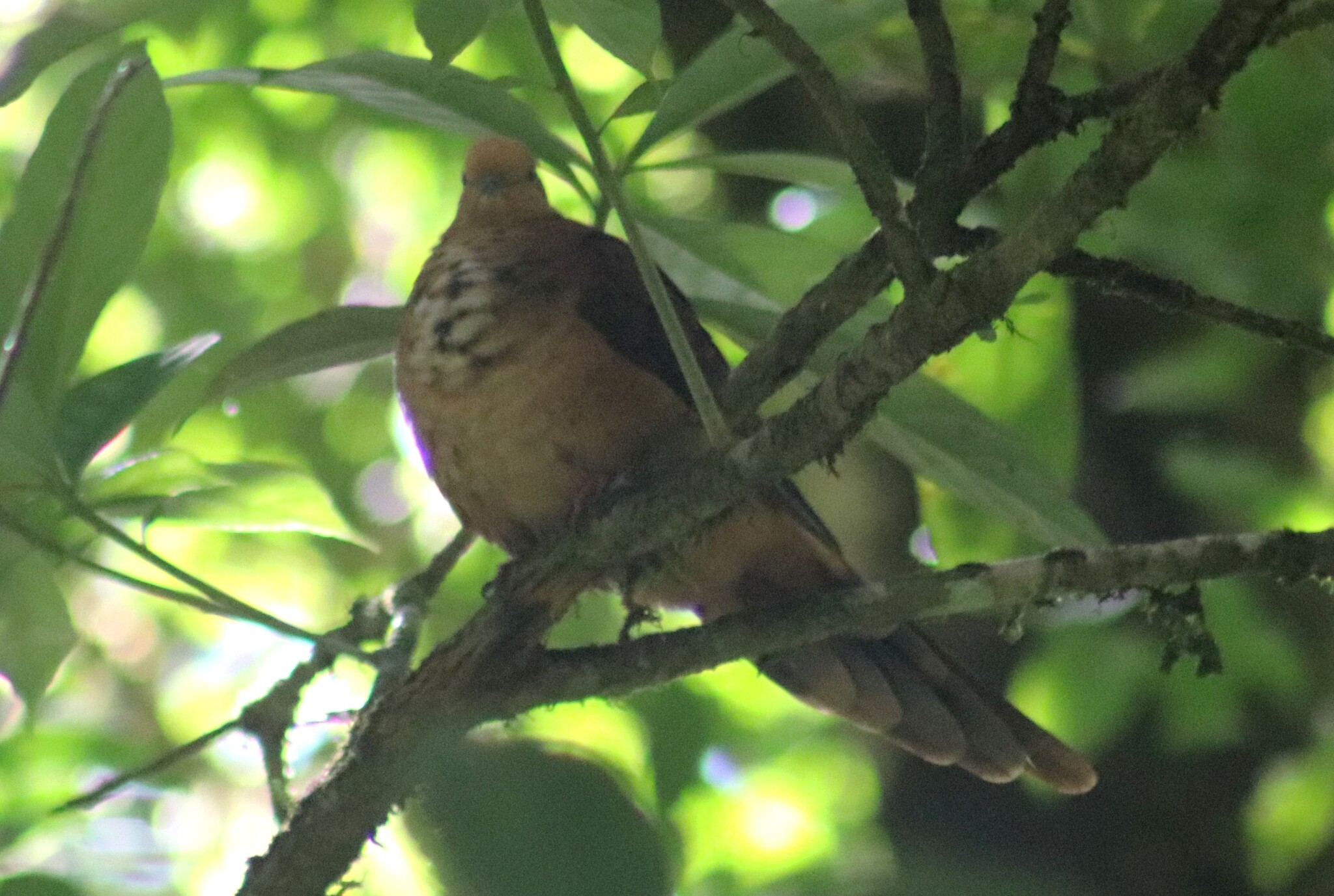 Little Cuckoo-Dove (Macropygia ruficeps), photo 8