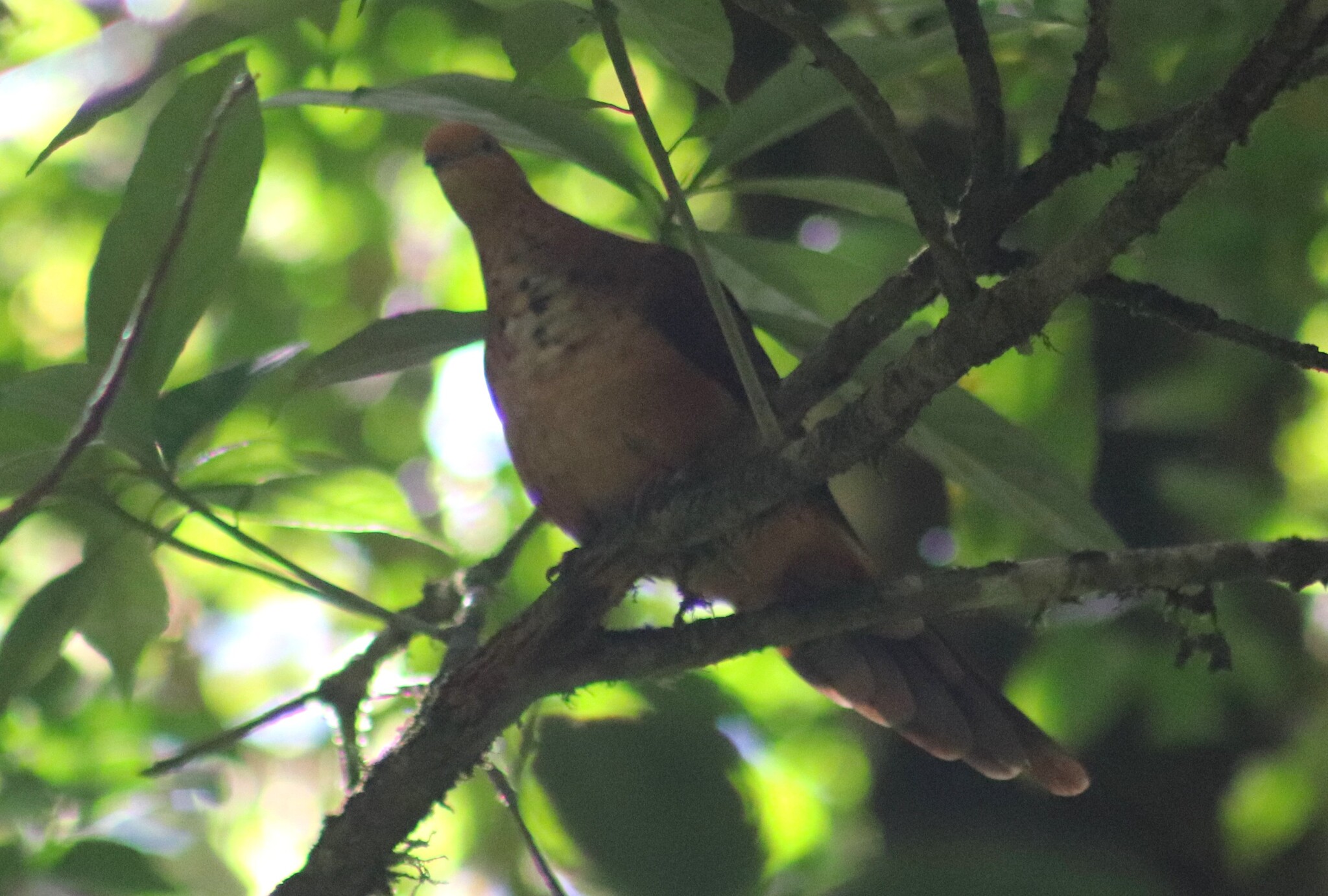 Little Cuckoo-Dove (Macropygia ruficeps), photo 9