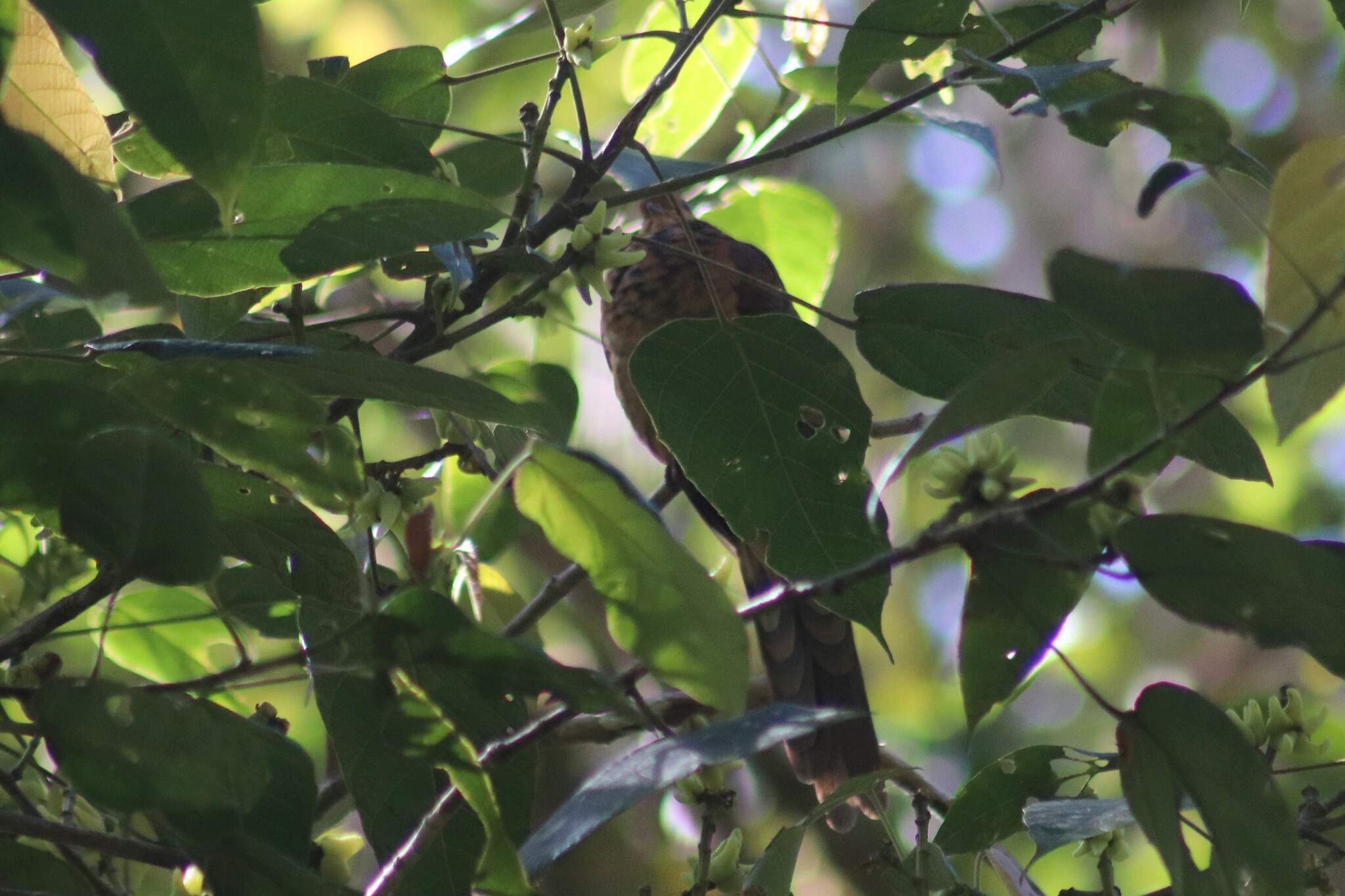 Little Cuckoo-Dove (Macropygia ruficeps), photo 10
