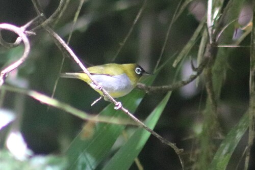 Black-capped White-eye (Zosterops atricapilla), photo 9