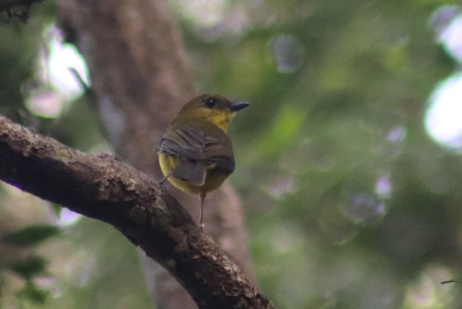 Bornean Whistler (Pachycephala hypoxantha), photo 10