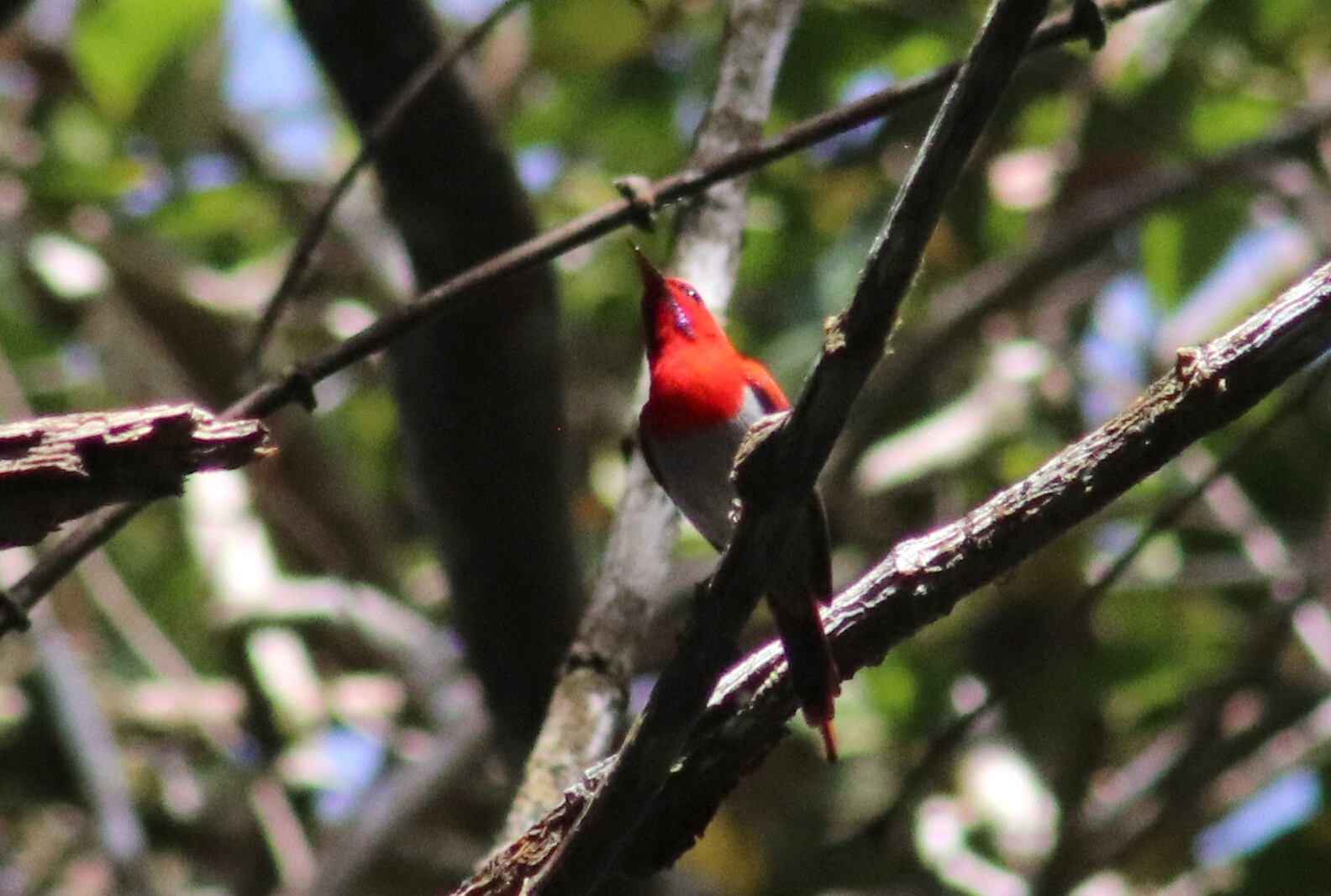 Temminck's Sunbird (Aethopyga temminckii), photo 7