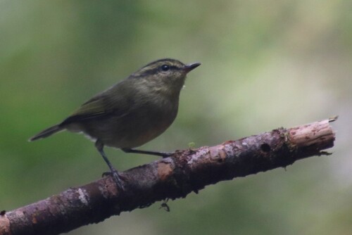 Mountain Leaf Warbler (Phylloscopus trivirgatus), photo 7