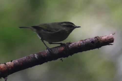 Mountain Leaf Warbler (Phylloscopus trivirgatus), photo 8