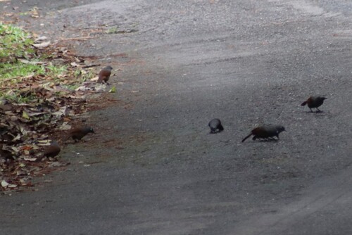 Sunda Laughingthrush (Garrulax palliatus), photo 7