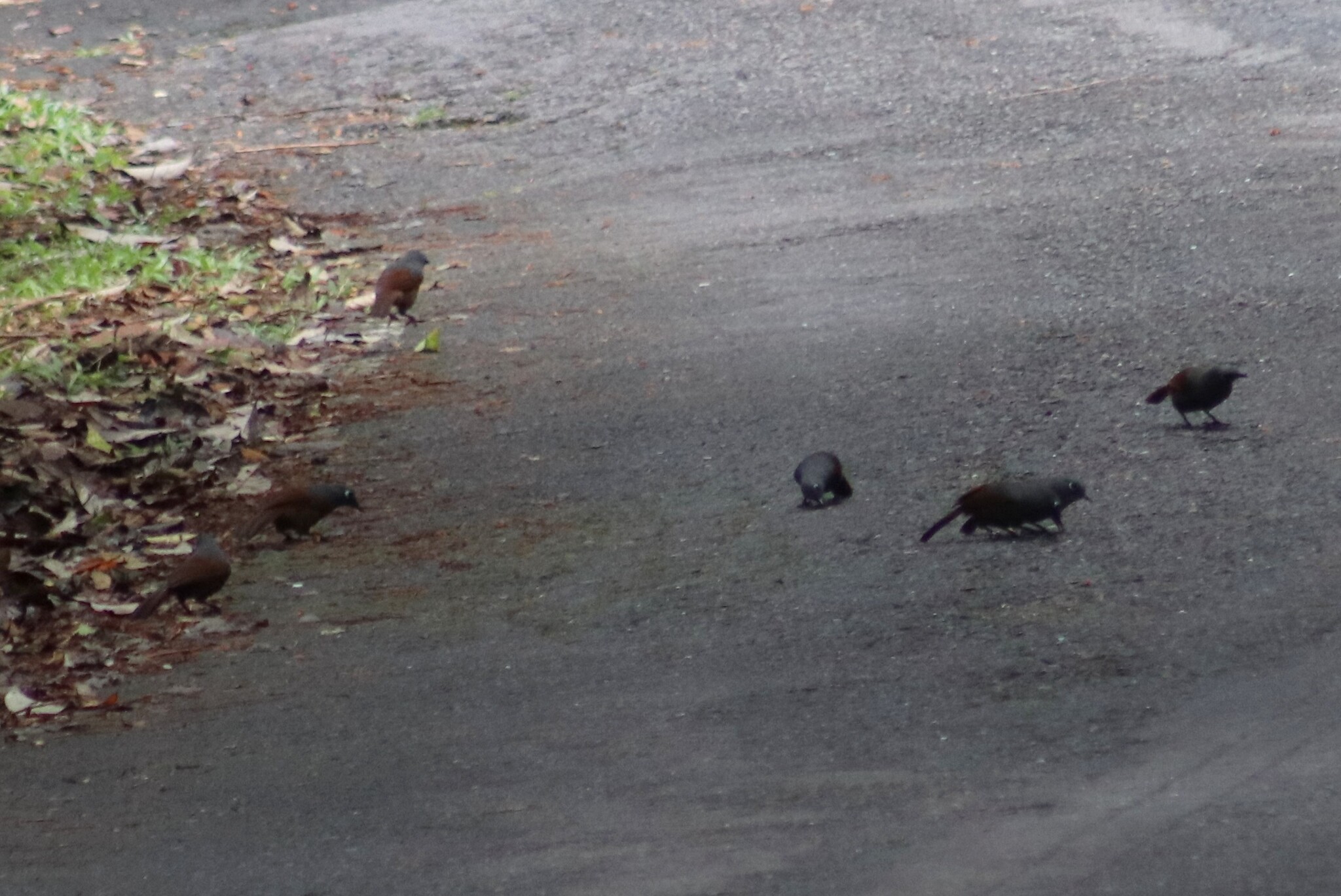Sunda Laughingthrush (Garrulax palliatus), photo 8