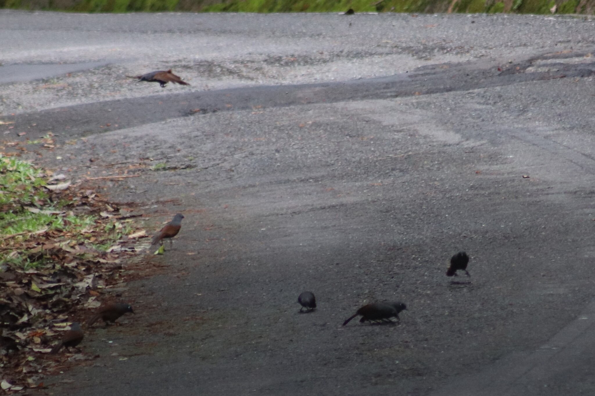 Sunda Laughingthrush (Garrulax palliatus), photo 9