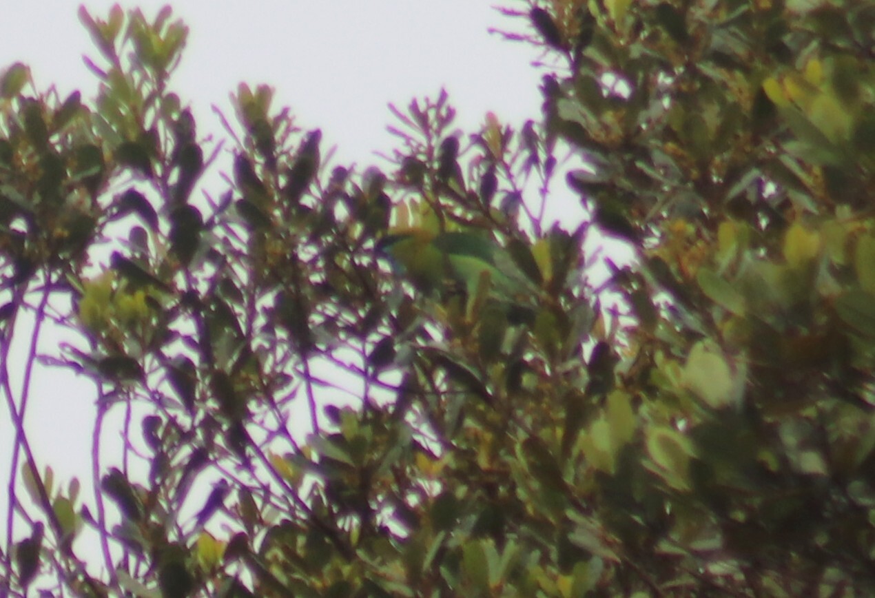 Golden-naped Barbet (Psilopogon pulcherrimus), photo 10
