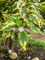 Duranteae
