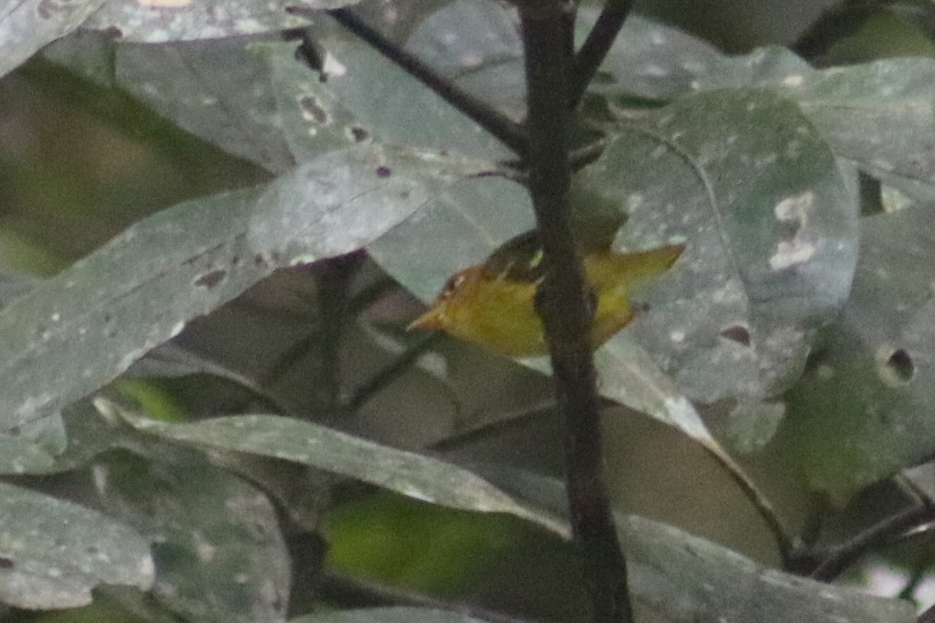 Yellow-breasted Warbler illustration