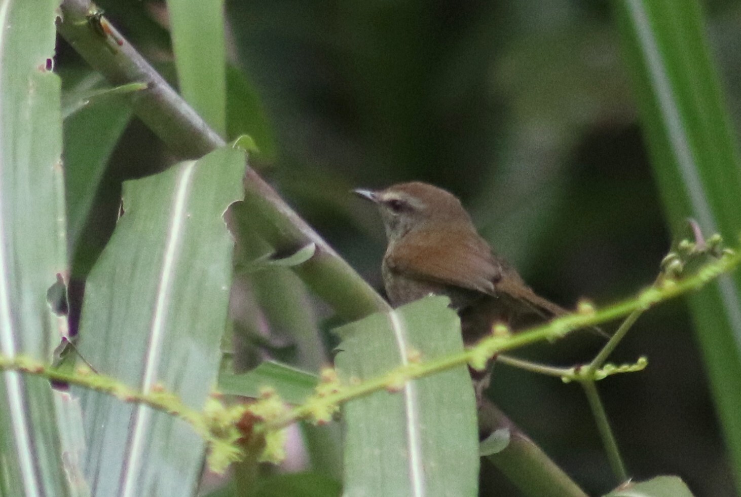 Aberrant Bush Warbler (Horornis flavolivaceus), photo 5