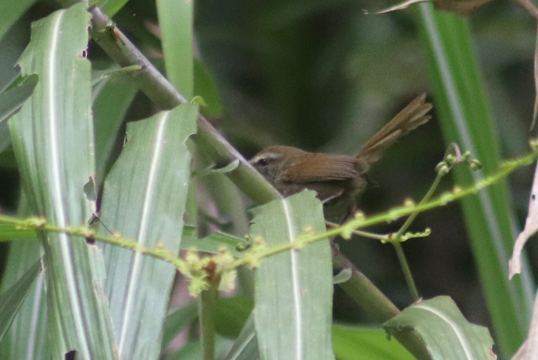 Aberrant Bush Warbler (Horornis flavolivaceus), photo 6