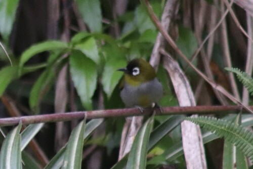Black-capped White-eye (Zosterops atricapilla), photo 7