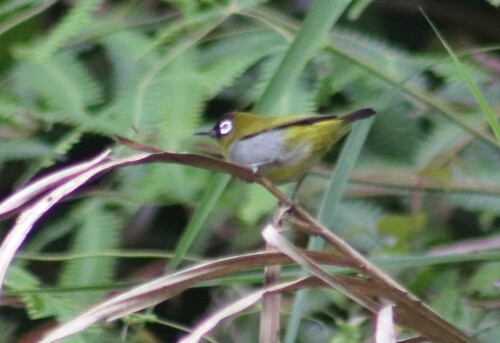 Black-capped White-eye (Zosterops atricapilla), photo 9