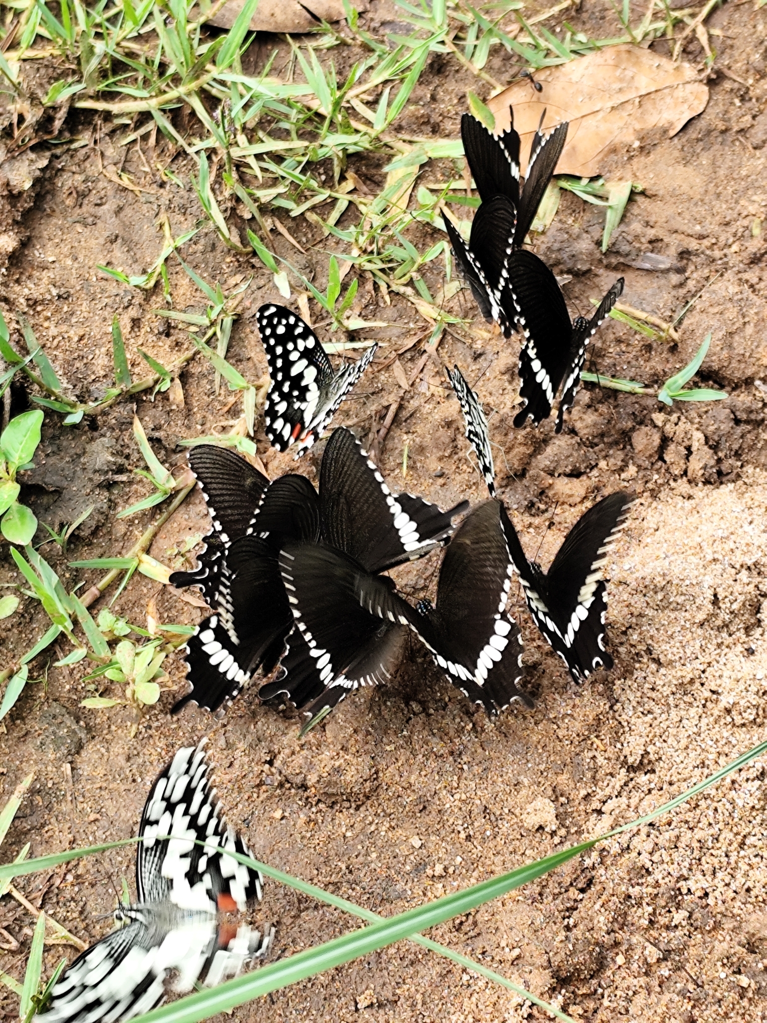 Common Mormon