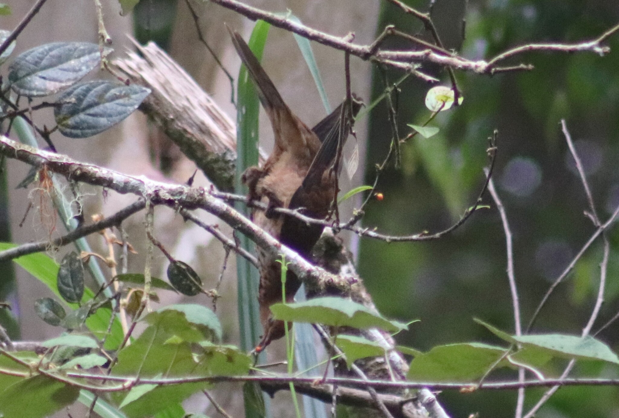 Little Cuckoo-Dove (Macropygia ruficeps), photo 5
