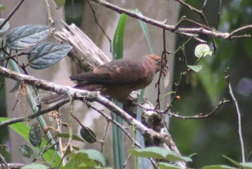 Little Cuckoo-Dove (Macropygia ruficeps), photo 9