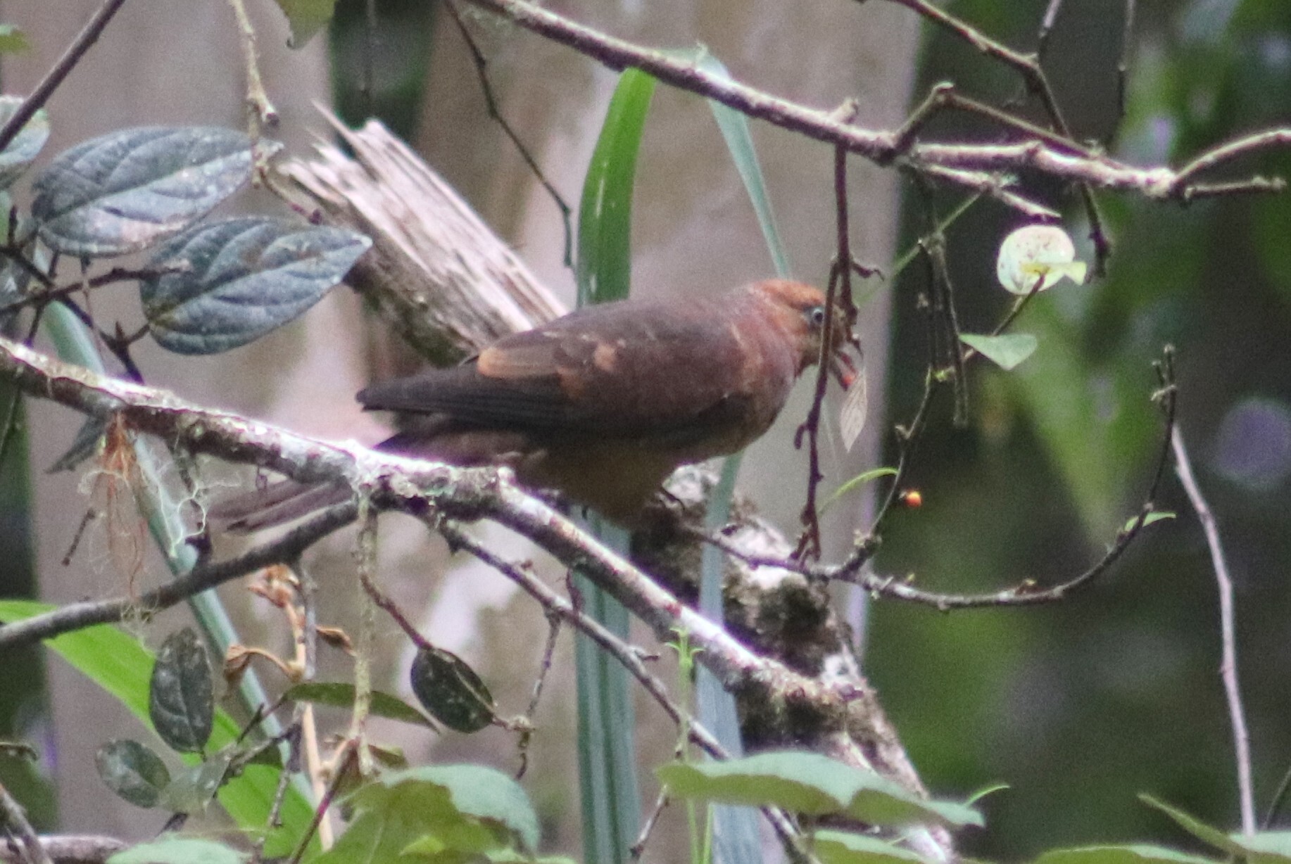 Little Cuckoo-Dove (Macropygia ruficeps), photo 6