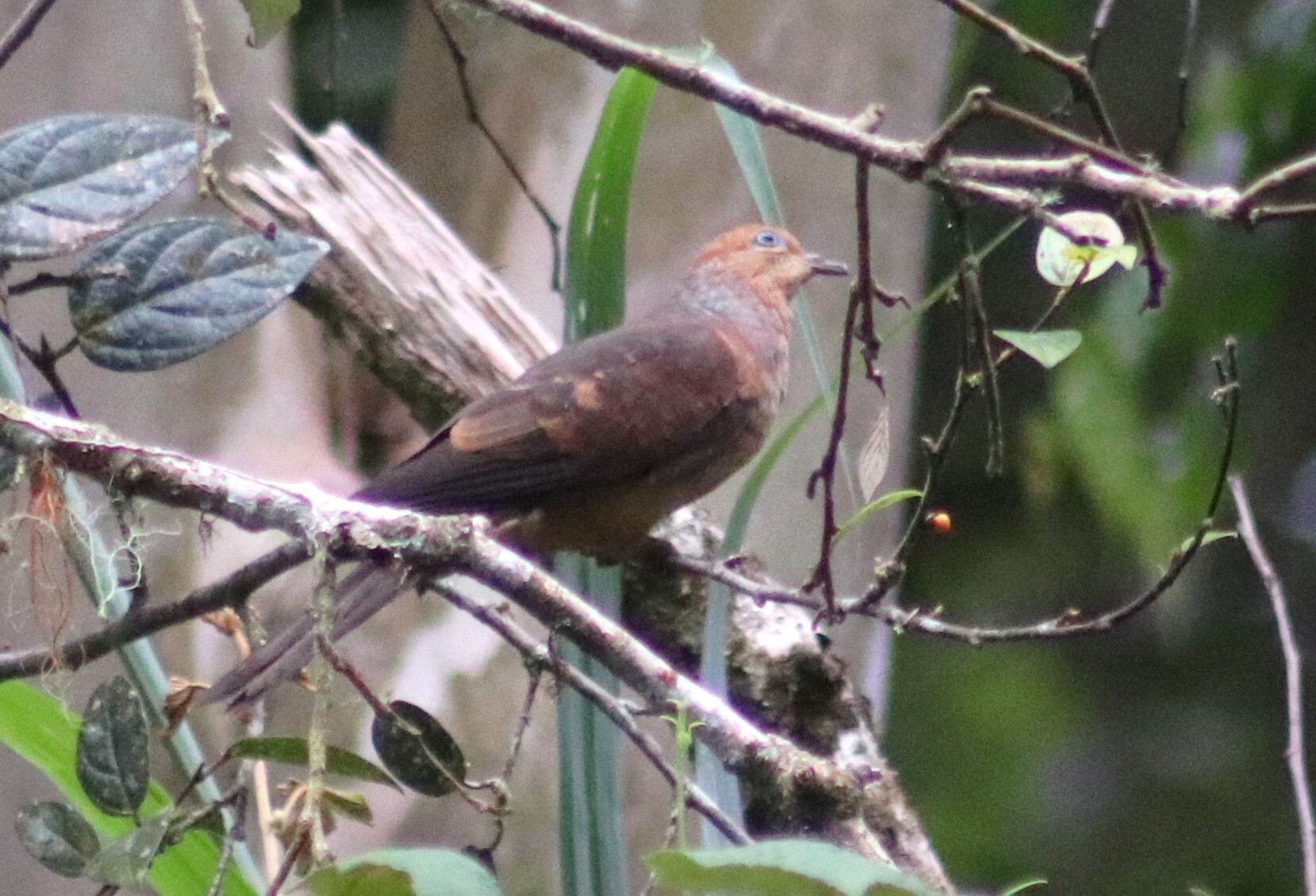 Little Cuckoo-Dove (Macropygia ruficeps), photo 7