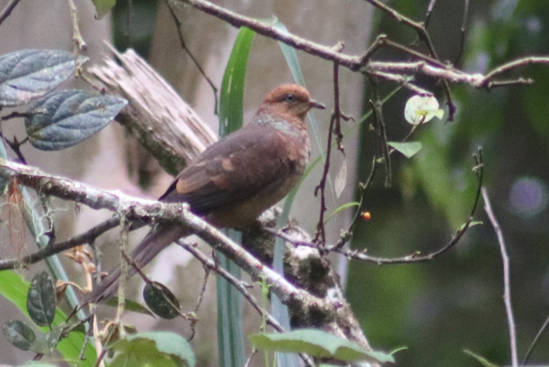 Little Cuckoo-Dove (Macropygia ruficeps), photo 4
