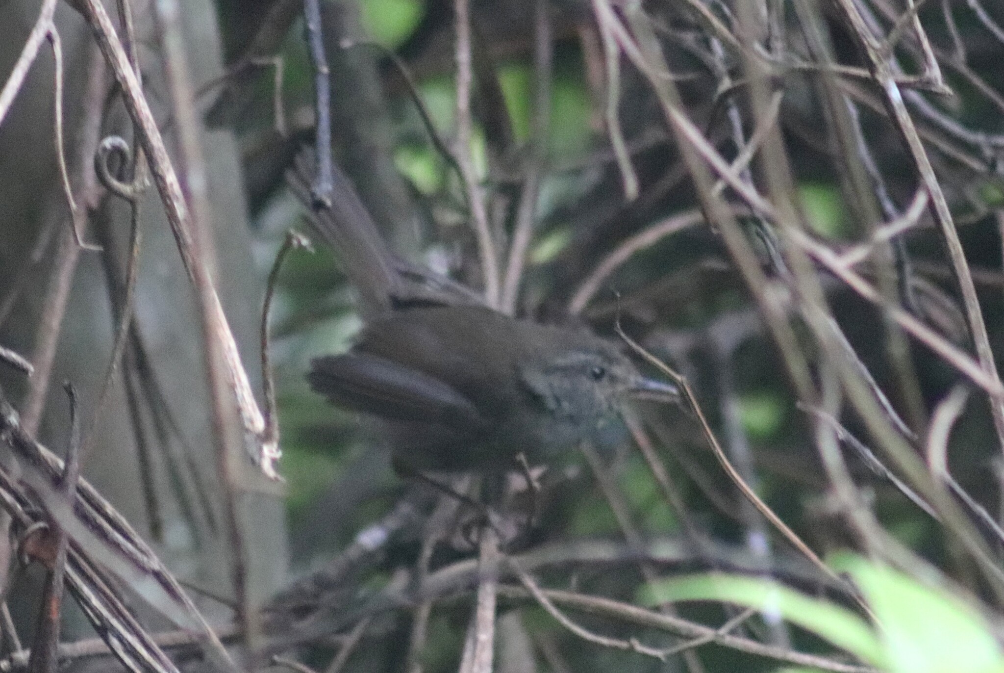 Aberrant Bush Warbler (Horornis flavolivaceus), photo 3