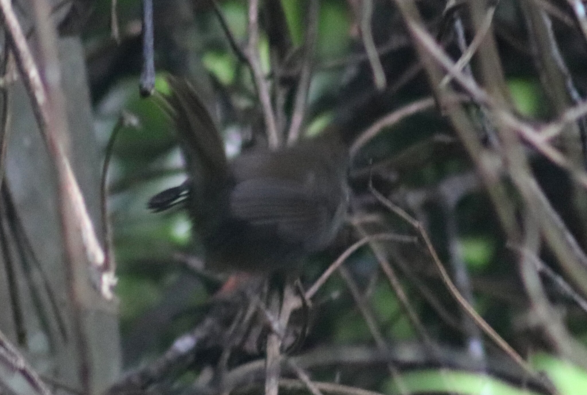 Aberrant Bush Warbler (Horornis flavolivaceus), photo 4