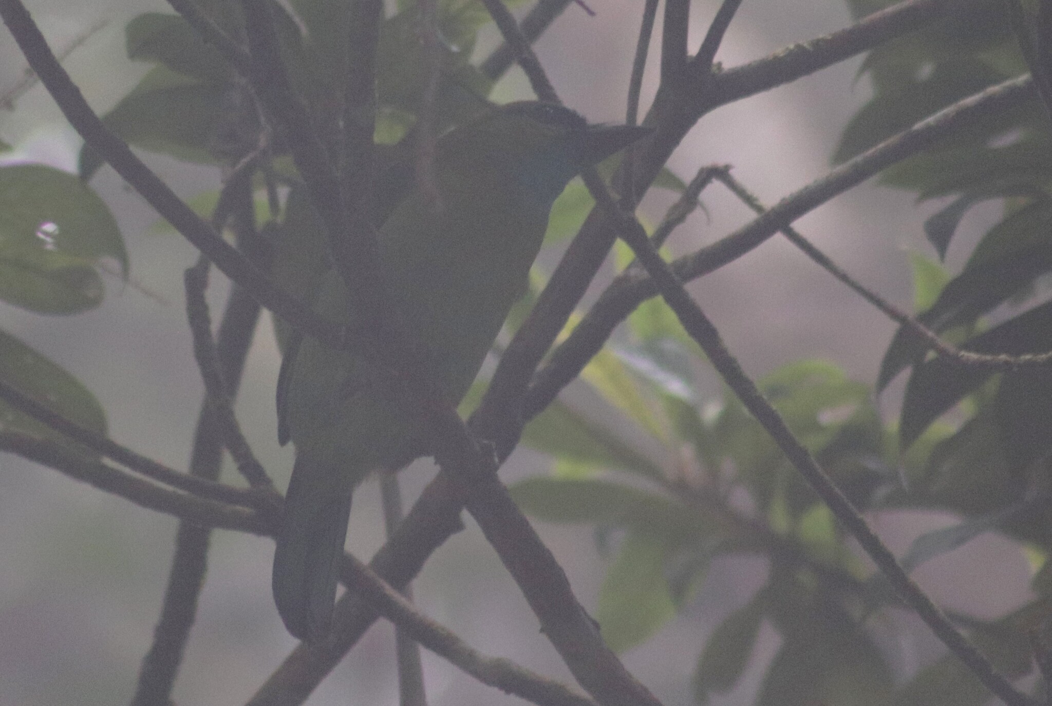 Golden-naped Barbet (Psilopogon pulcherrimus), photo 8