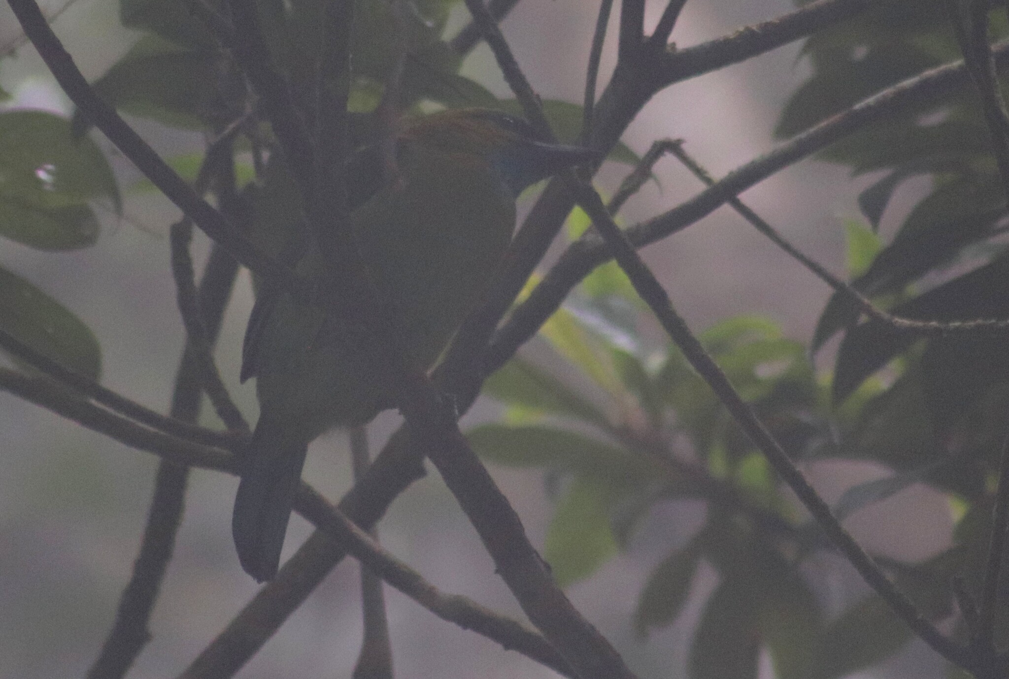 Golden-naped Barbet (Psilopogon pulcherrimus), photo 9