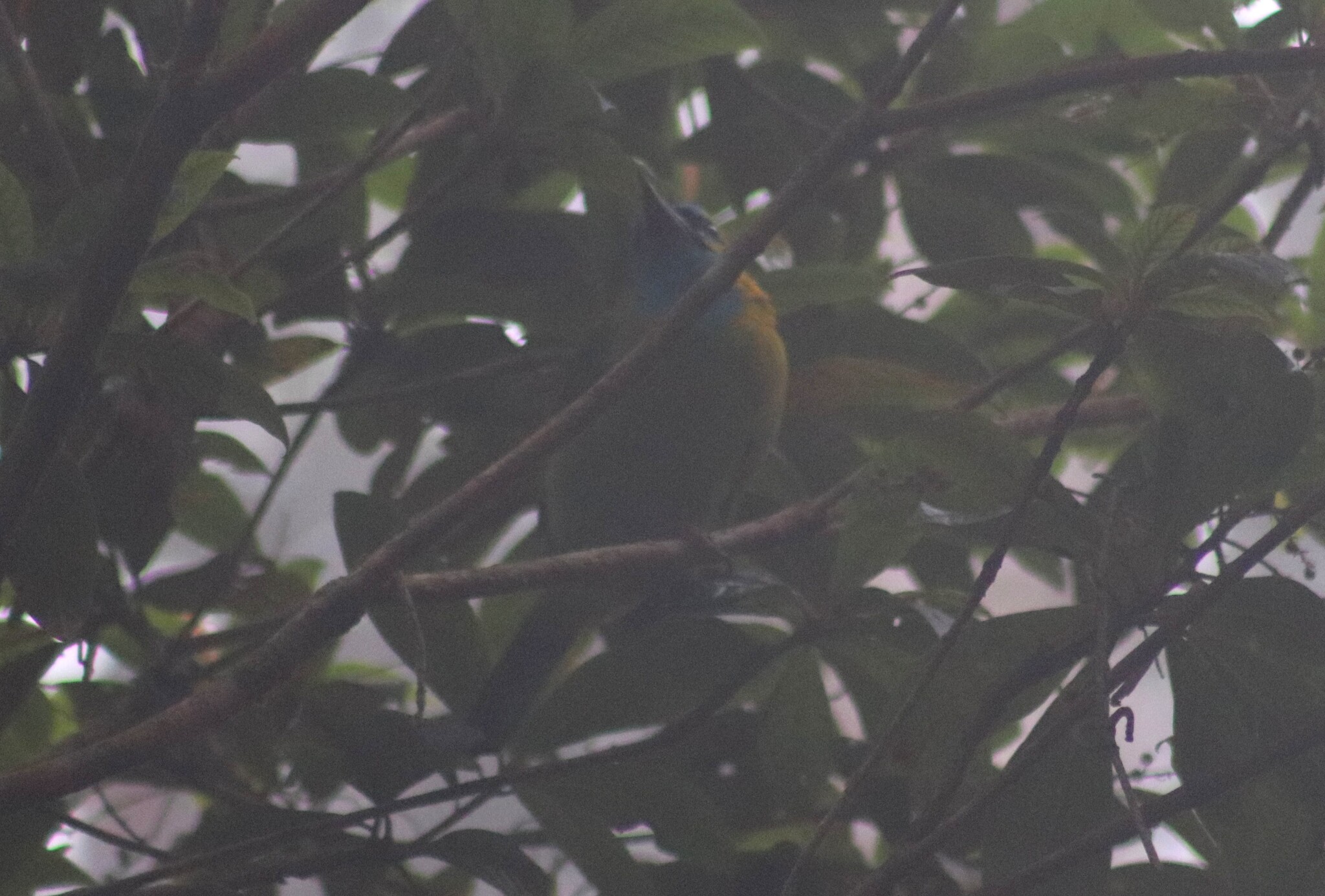 Golden-naped Barbet (Psilopogon pulcherrimus), photo 7