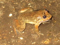 Limnonectes taylori