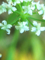 Oenantheae