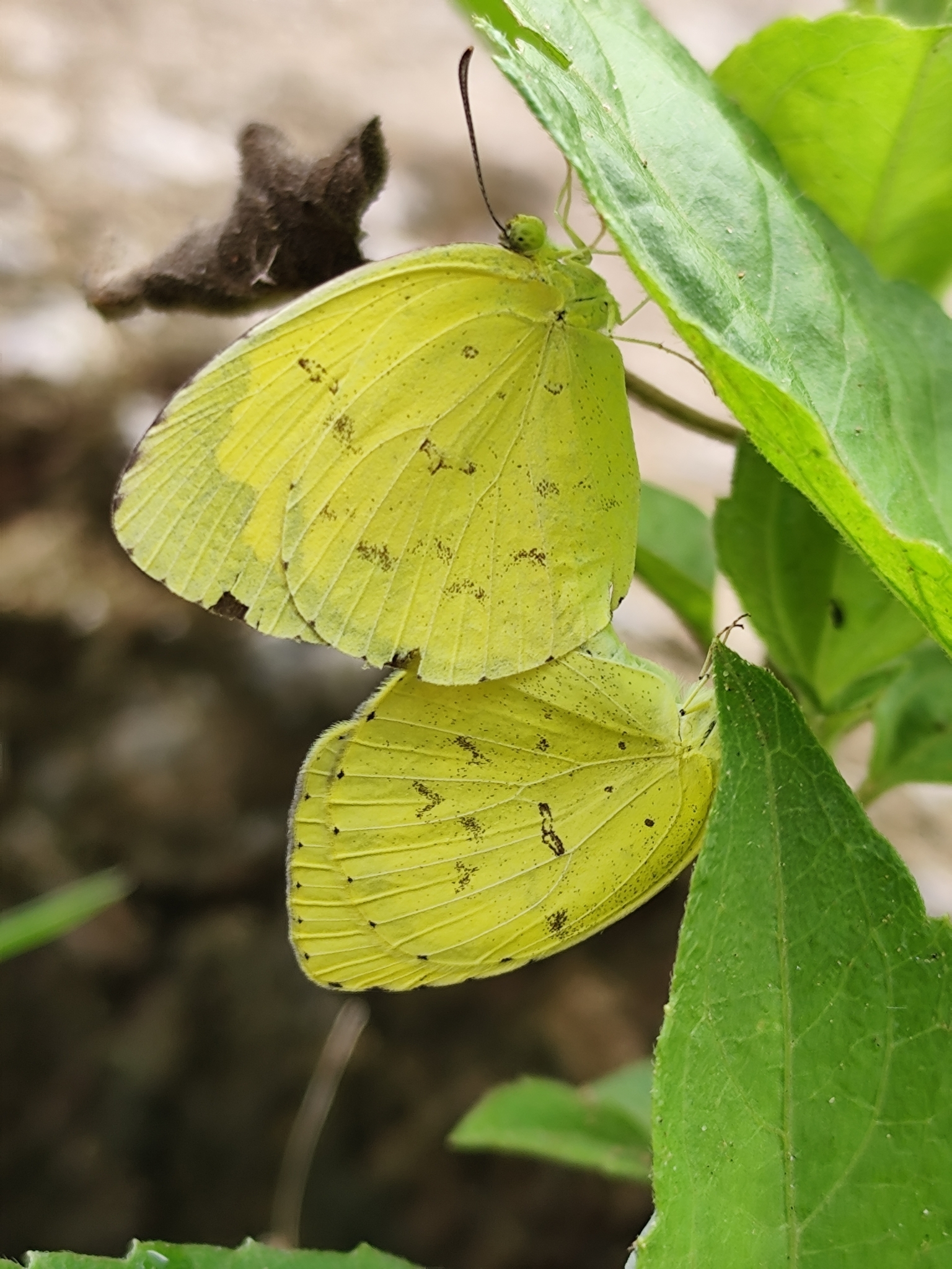 Common Grass Yellow
