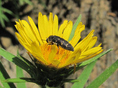 Acmaeoderella flavofasciata