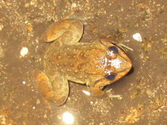 Limnonectes taylori
