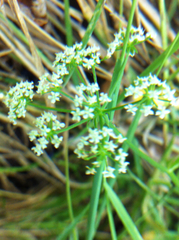 Oenantheae