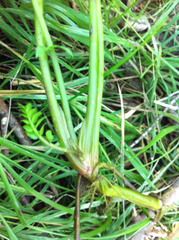 Oenantheae