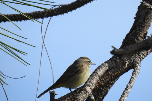 Setophaga palmarum image