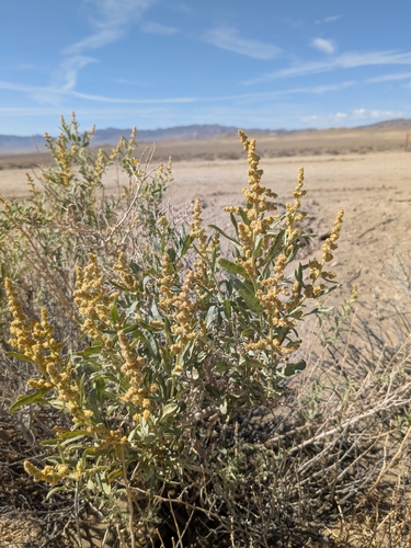 Fourwing saltbush (Atriplex canescens)