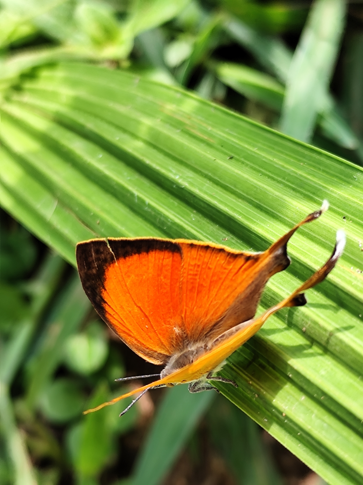 Yamfly