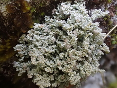 Stereocaulon sterile