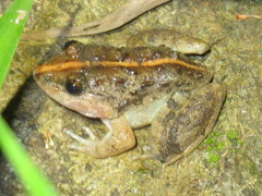 Limnonectes gyldenstolpei