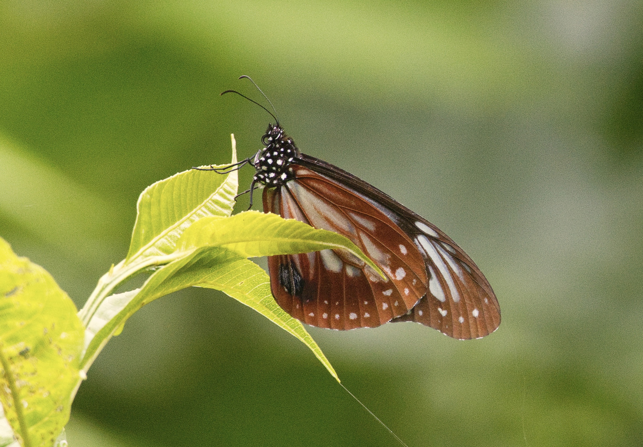 Chestnut Tiger