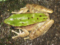 Odorrana chloronota