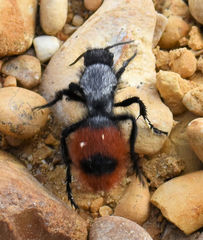 Dasymutilla clotho