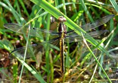 Libellula vibrans