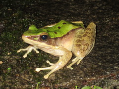 Odorrana chloronota