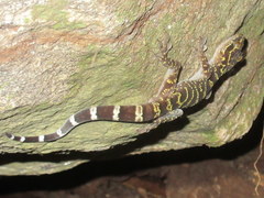 Cyrtodactylus doisuthep